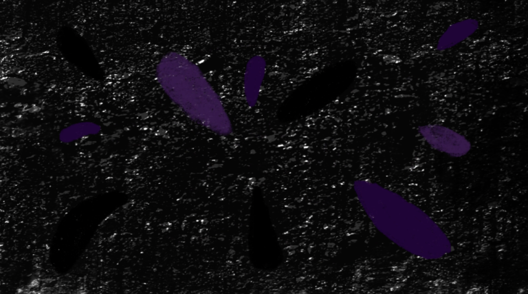 Animatie portfolio